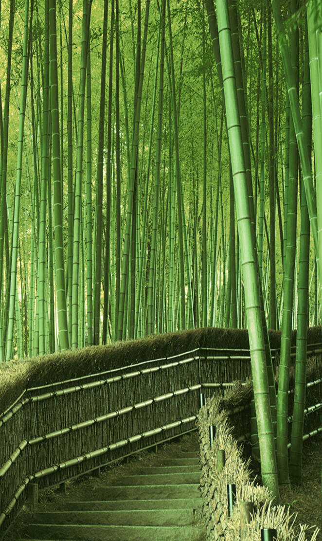 Bamboo