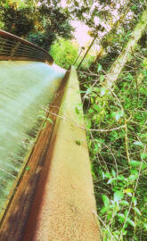 Nature Bridge