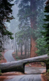 Tree Tunnel Road