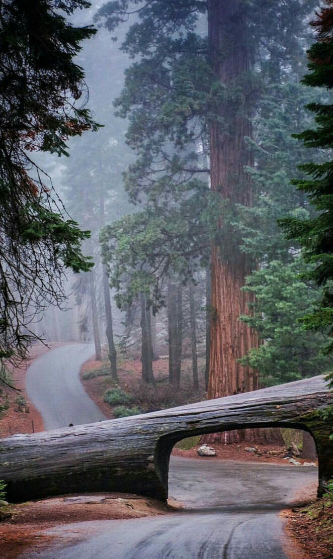 Tree Tunnel Road