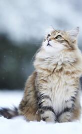 Cat On Snow