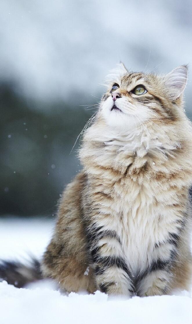 Cat On Snow