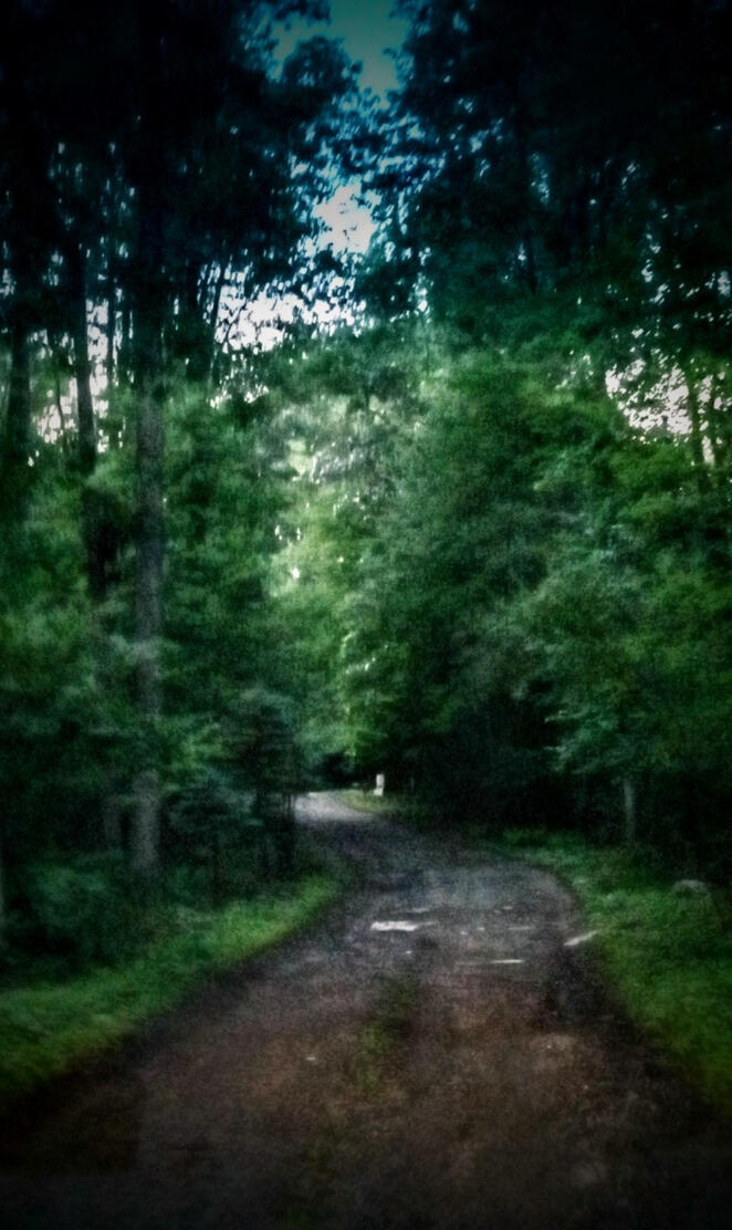 INTO THE WOODED ABYSS