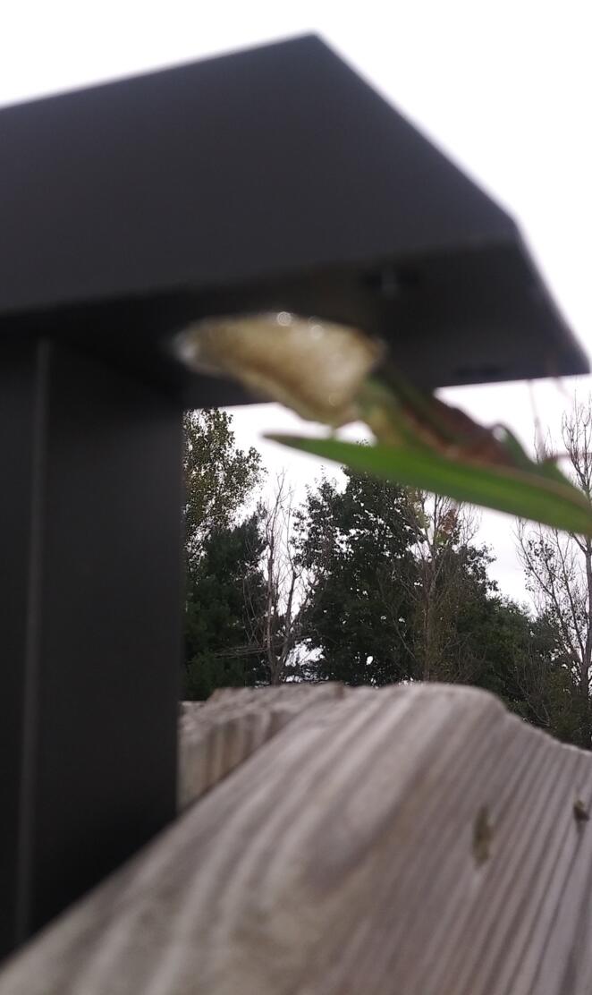 Praying mantis