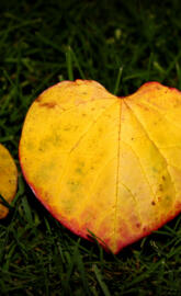 Heart Leaf