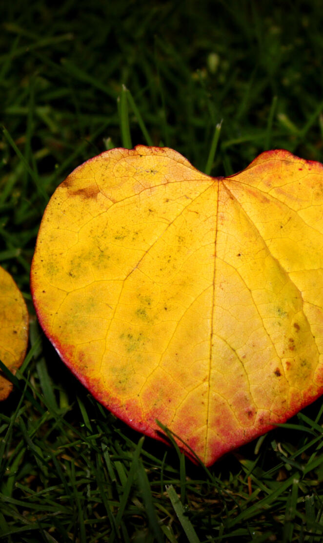 Heart Leaf
