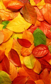 Fall Leaves