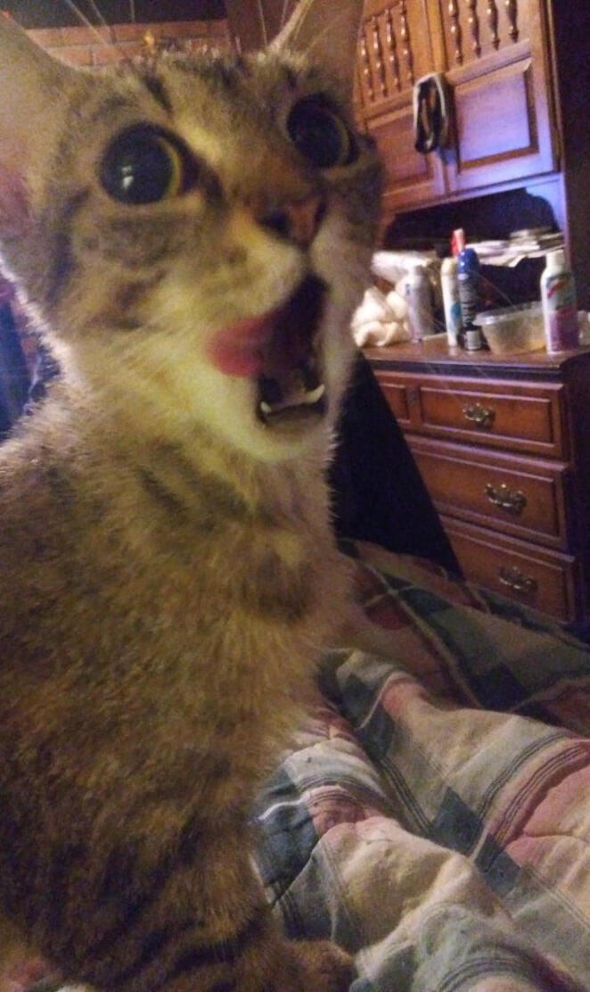 Yelling Kitty