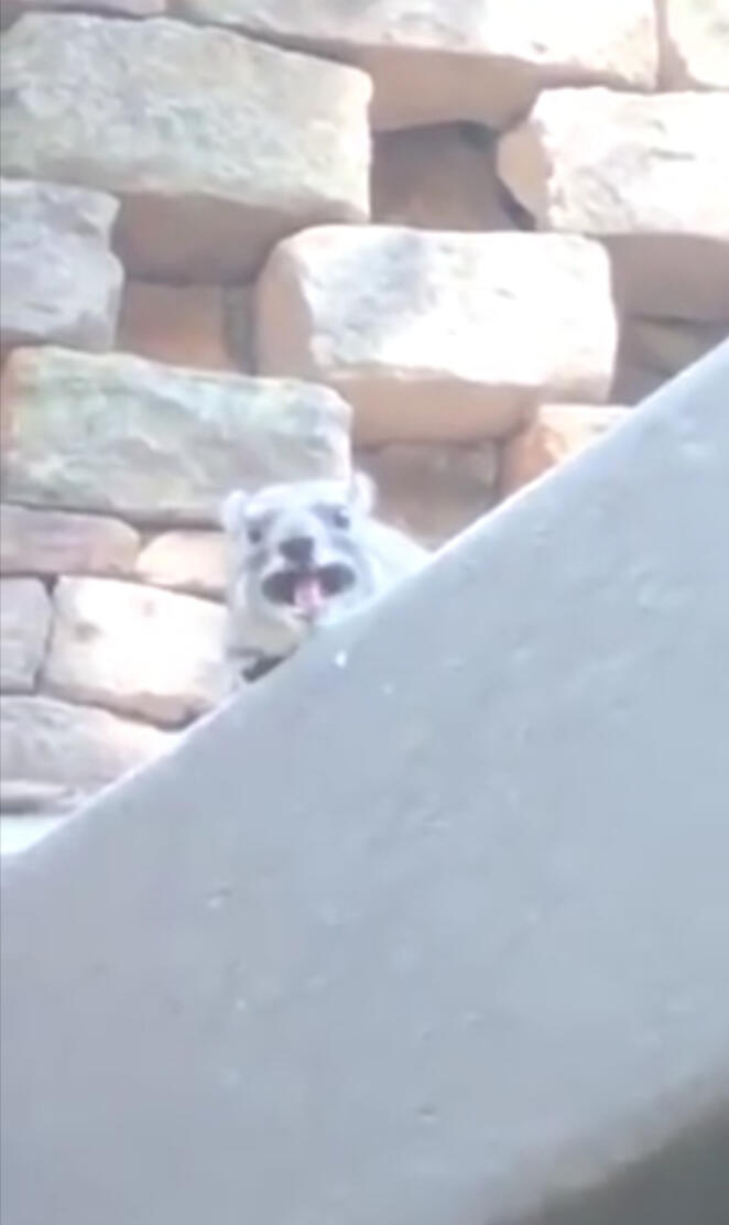 Screaming Hyrax
