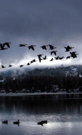 Goose - Never Settle