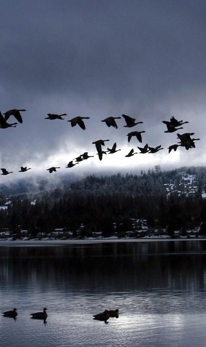 Goose - Never Settle