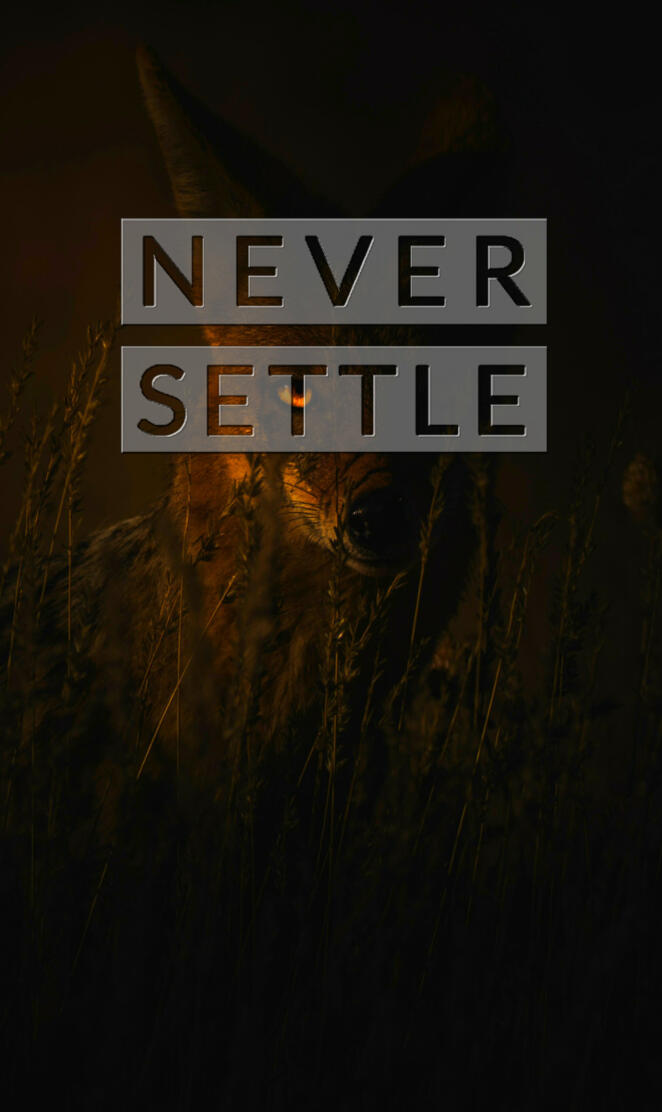 Never Settle Wolf