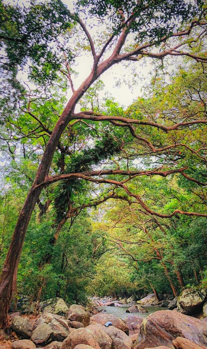 Natural Forest River Background