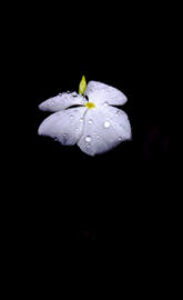 WHITEFLR 1 THE_MMIMB