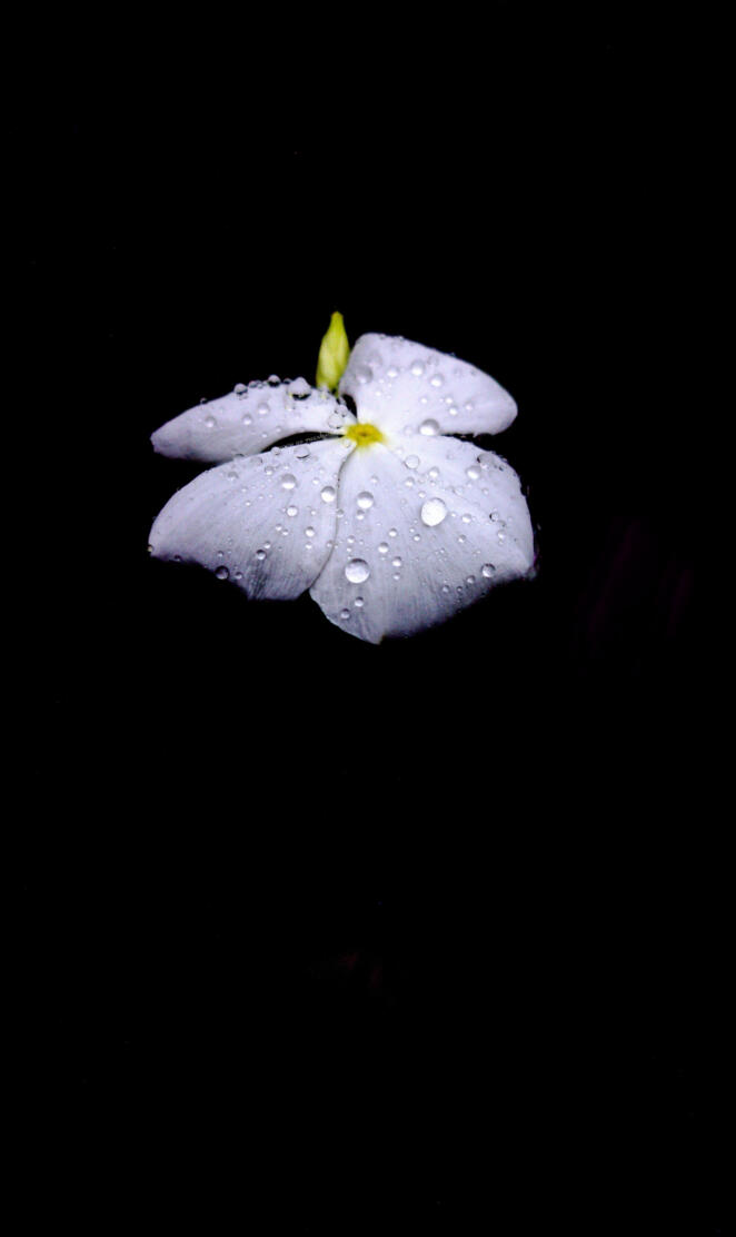 WHITEFLR 1 THE_MMIMB