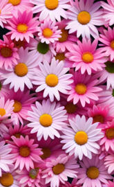 daisy flowers
