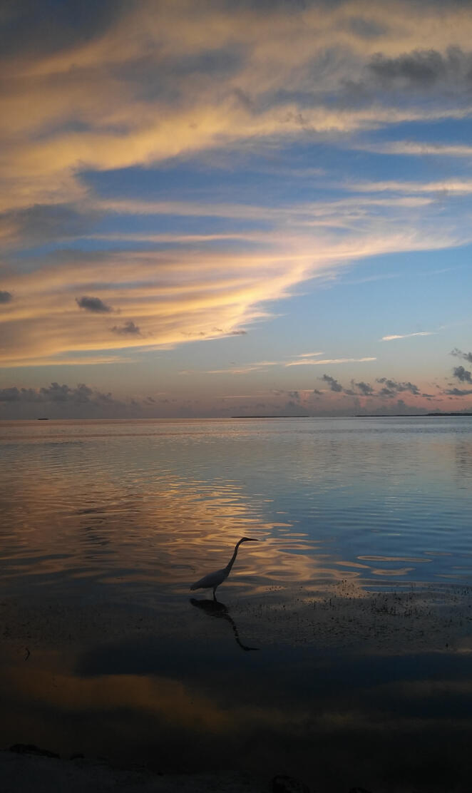 Bird in the Keys