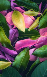 Colorful leaves