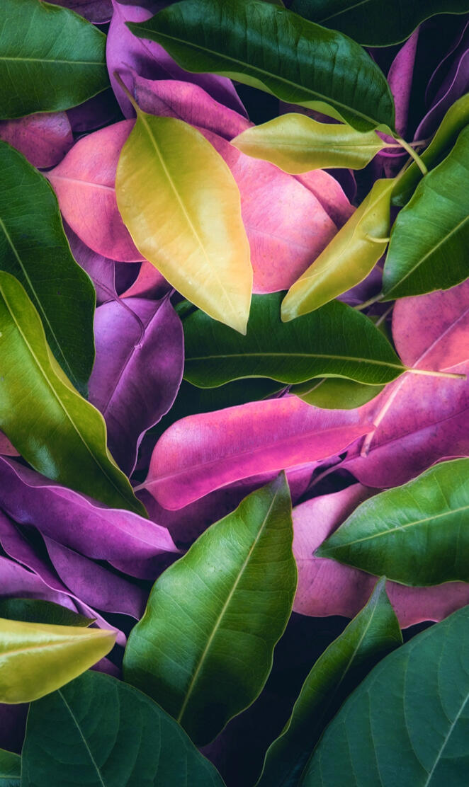Colorful leaves