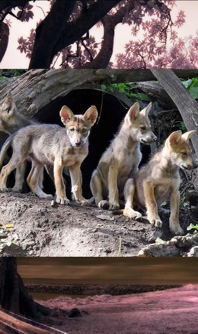 Little Wolf Pack