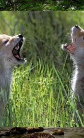 Wolf pups singalong