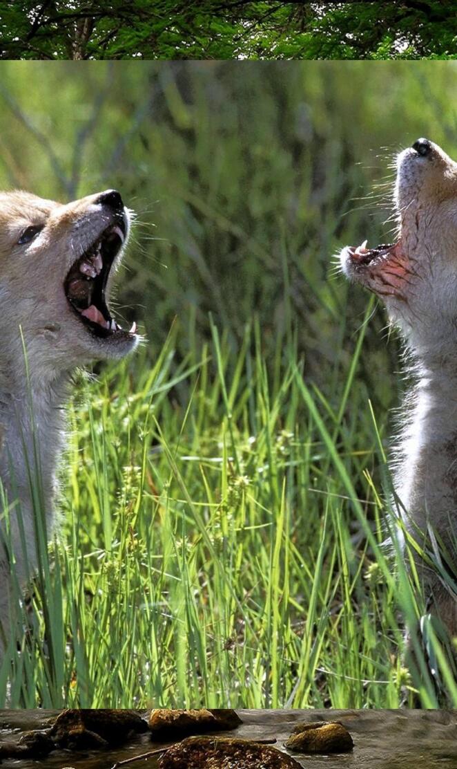 Wolf pups singalong