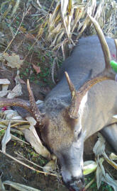 8 Point