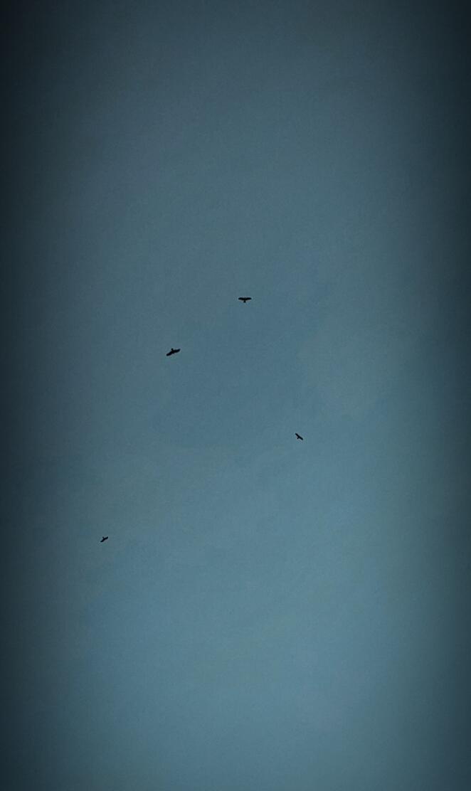 Silhouetted Soiree