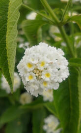 White flower close up