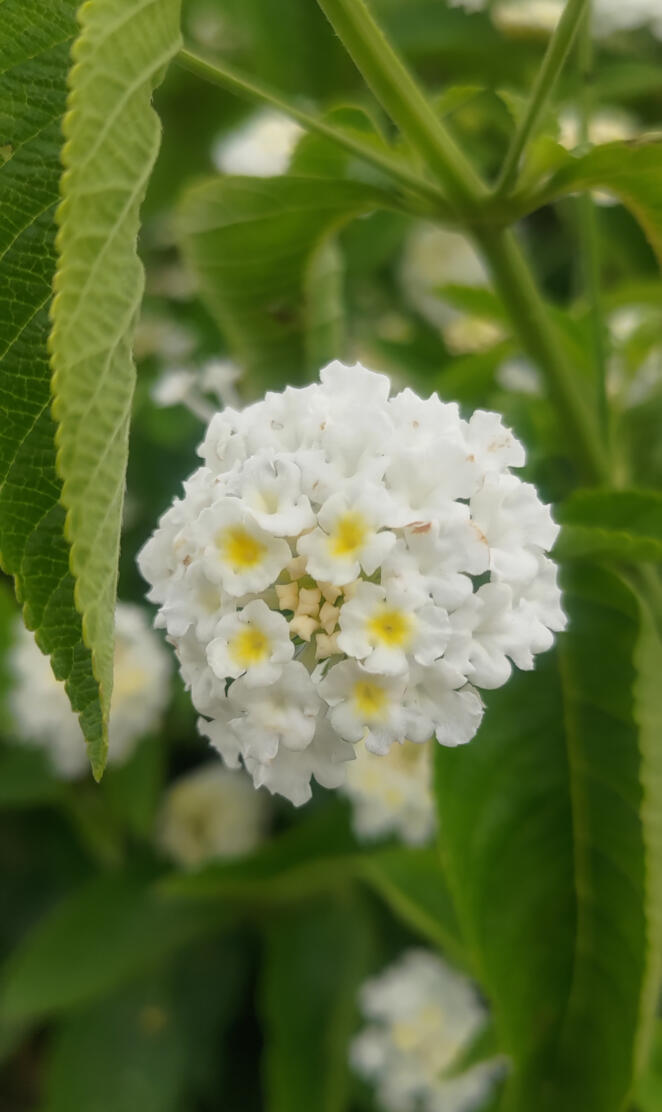 White flower close up