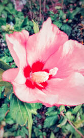 Hibiscus