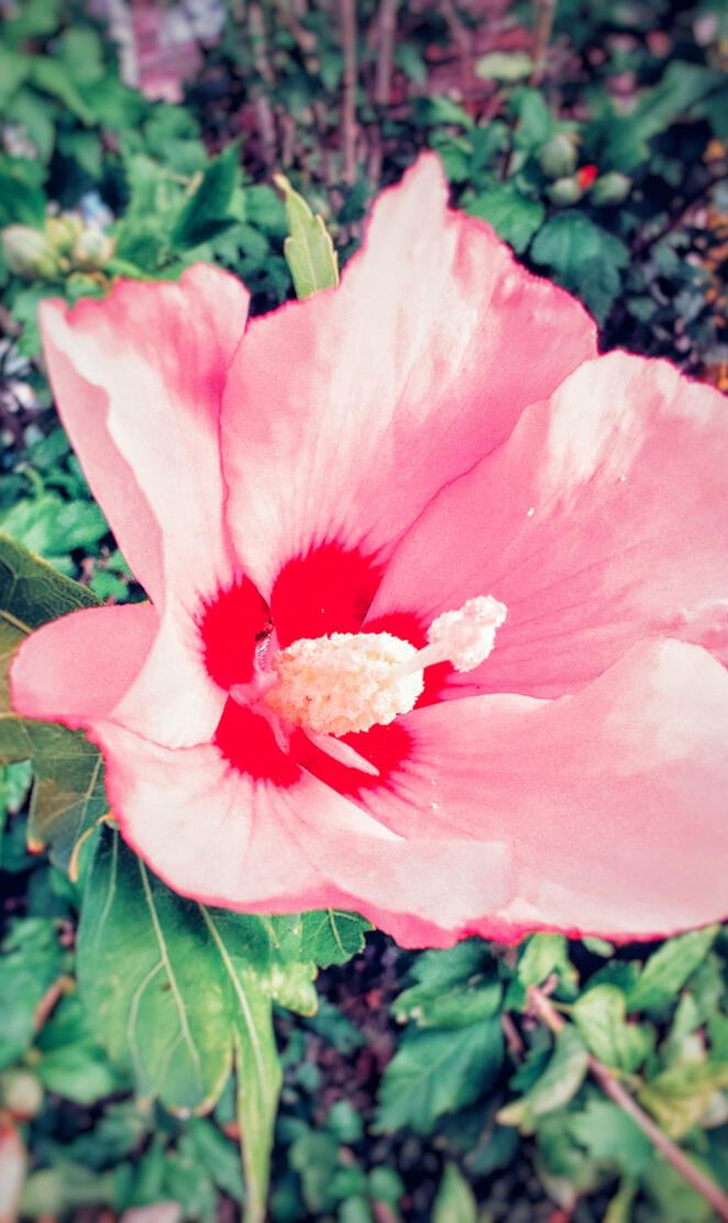 Hibiscus