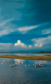 A flock of ducks swims effortlessly in the tranquil waters.