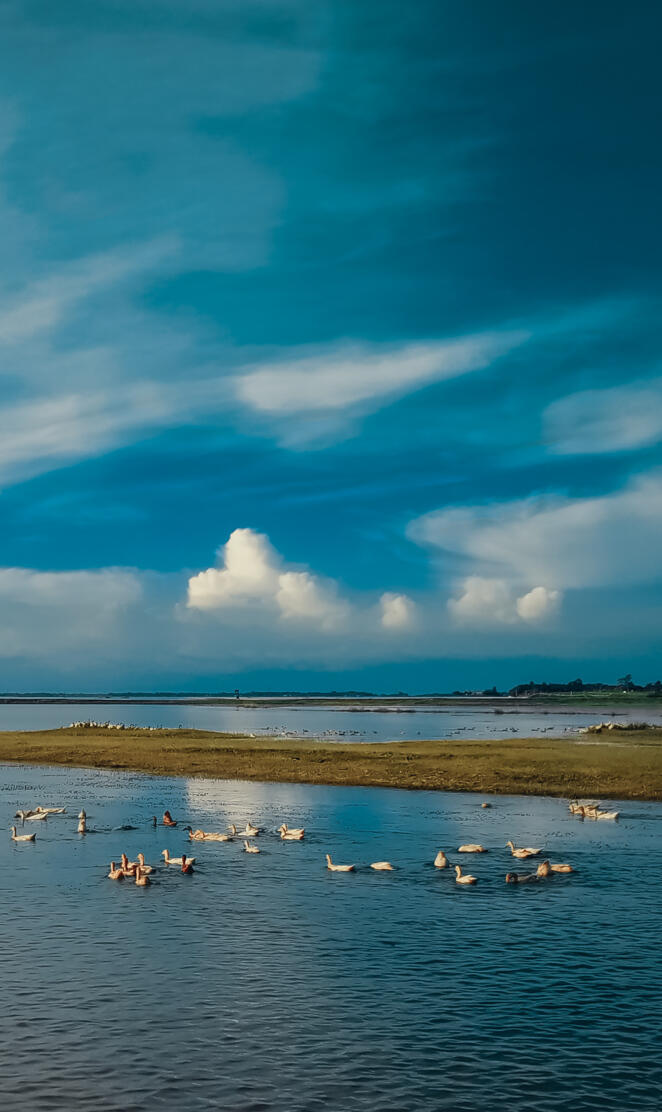 A flock of ducks swims effortlessly in the tranquil waters.