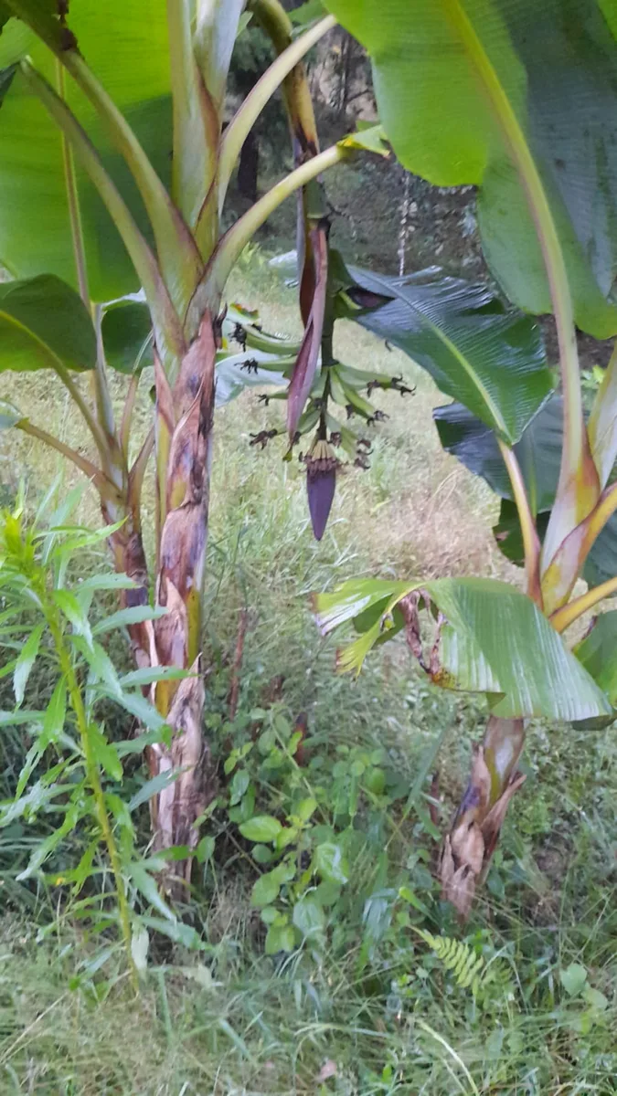 Lote en venta en GUARNE de 5300 m² - Imagen 4