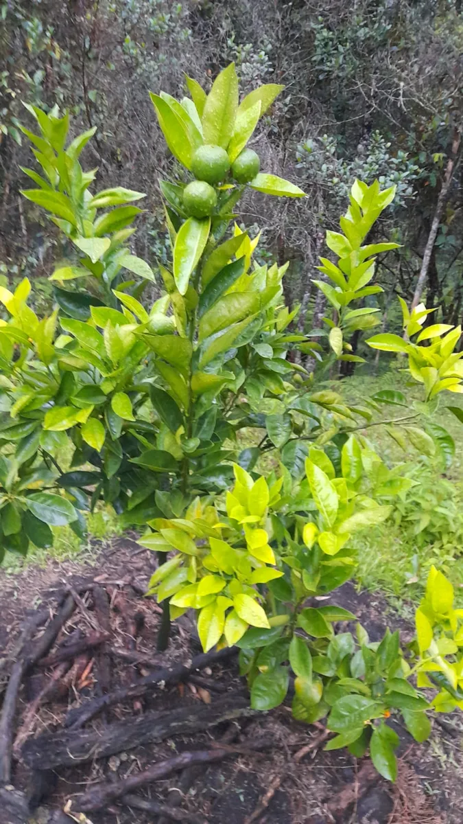 Lote en venta en GUARNE de 5300 m² - Imagen 5